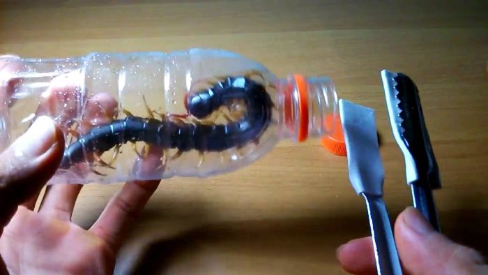 mo-thay-con-ret-danh-so-gi-4 Nằm mơ thấy mình giết con rết đánh số đề bao nhiêu